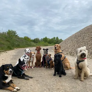Dog photo
