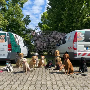 Dog photo