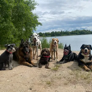 Dog photo