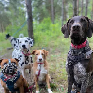 Dog photo