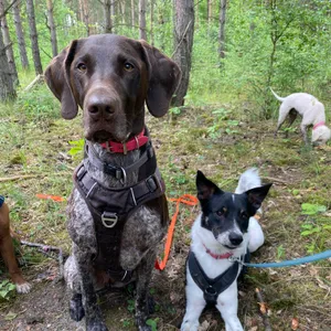 Dog photo