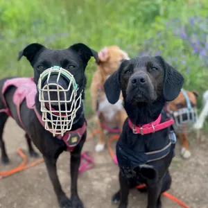 Dog photo