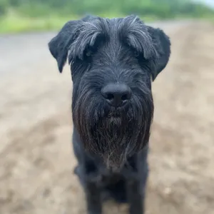Dog photo
