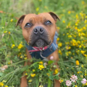 Dog photo