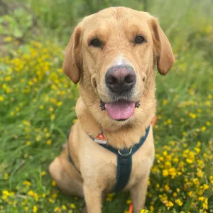 Dog photo