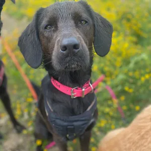Dog photo