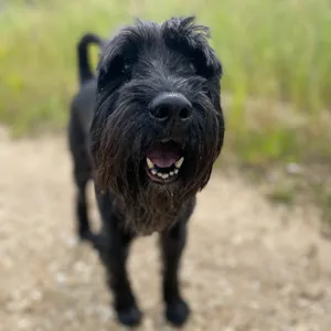 Dog photo
