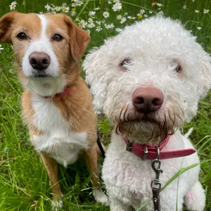 Dog photo