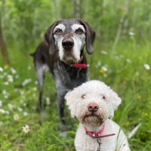 Dog photo