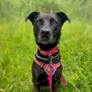 Dog photo