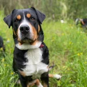 Dog photo
