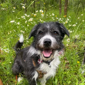 Dog photo