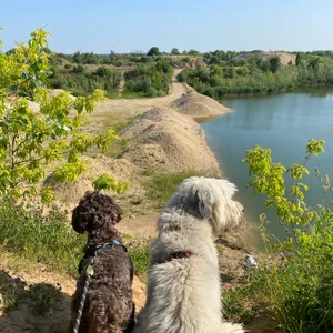 Dog photo