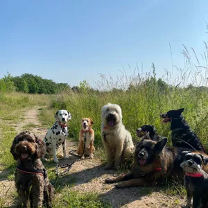 Dog photo