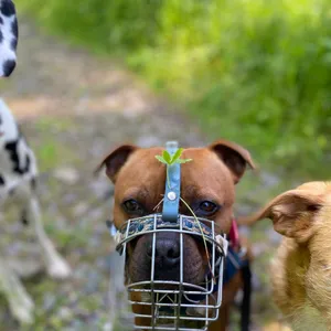 Dog photo