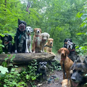 Dog photo