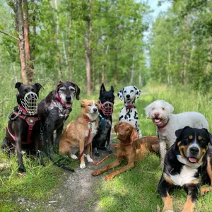 Dog photo