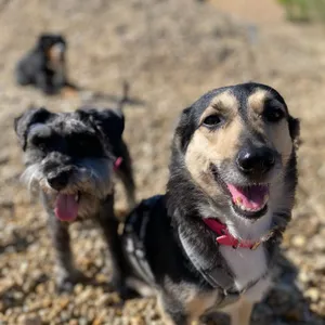 Dog photo
