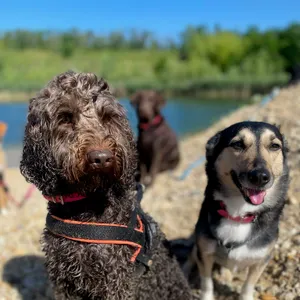 Dog photo