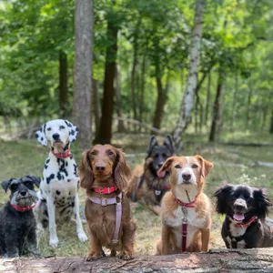 Dog photo