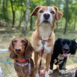 Dog photo