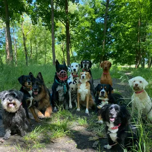Dog photo